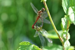 Boga-Libelle-nicht nur beim Fliegen schnelle...