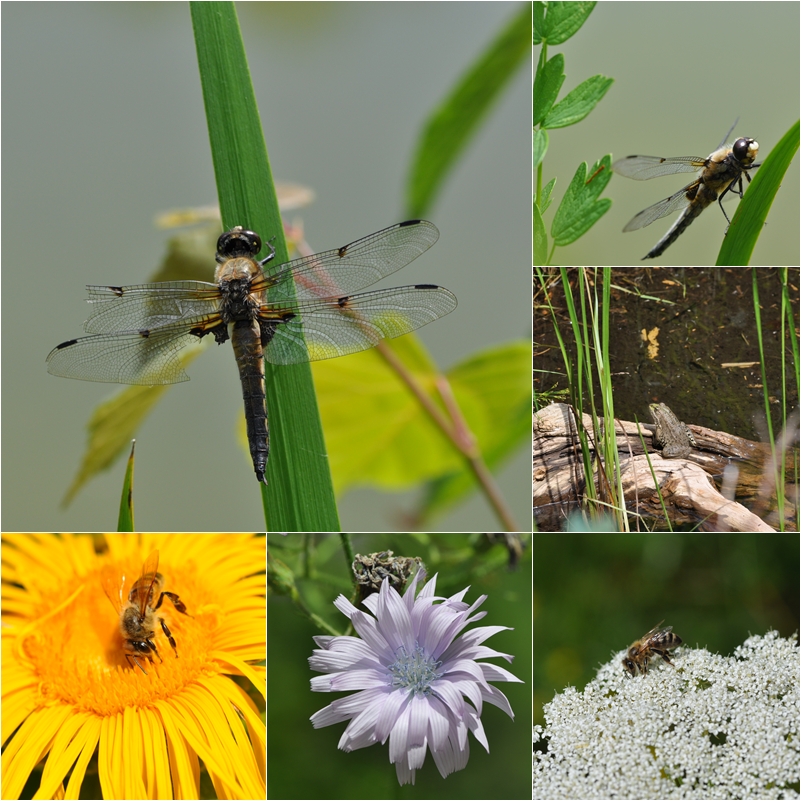 Boga-Sommercollage die zigste...