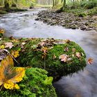 Bogenbach bei Steinburg (bayerischer Wald)