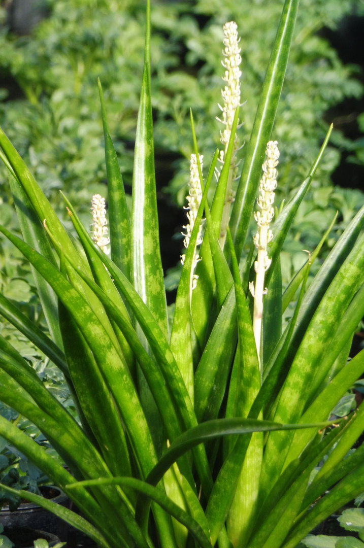 Bogenhanf in Blüte