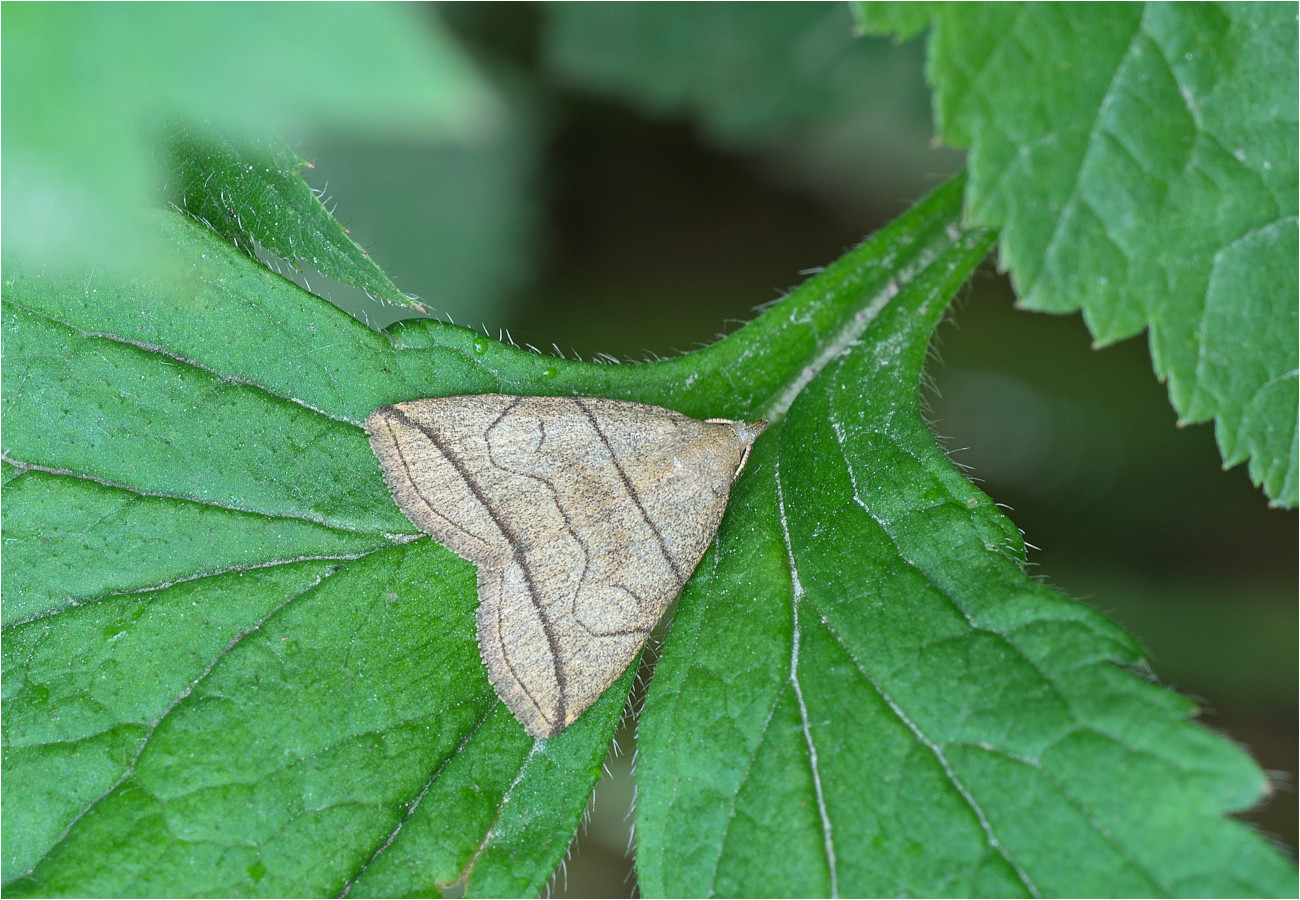 Bogenlinien-Spannereule (Herminia grisealis)