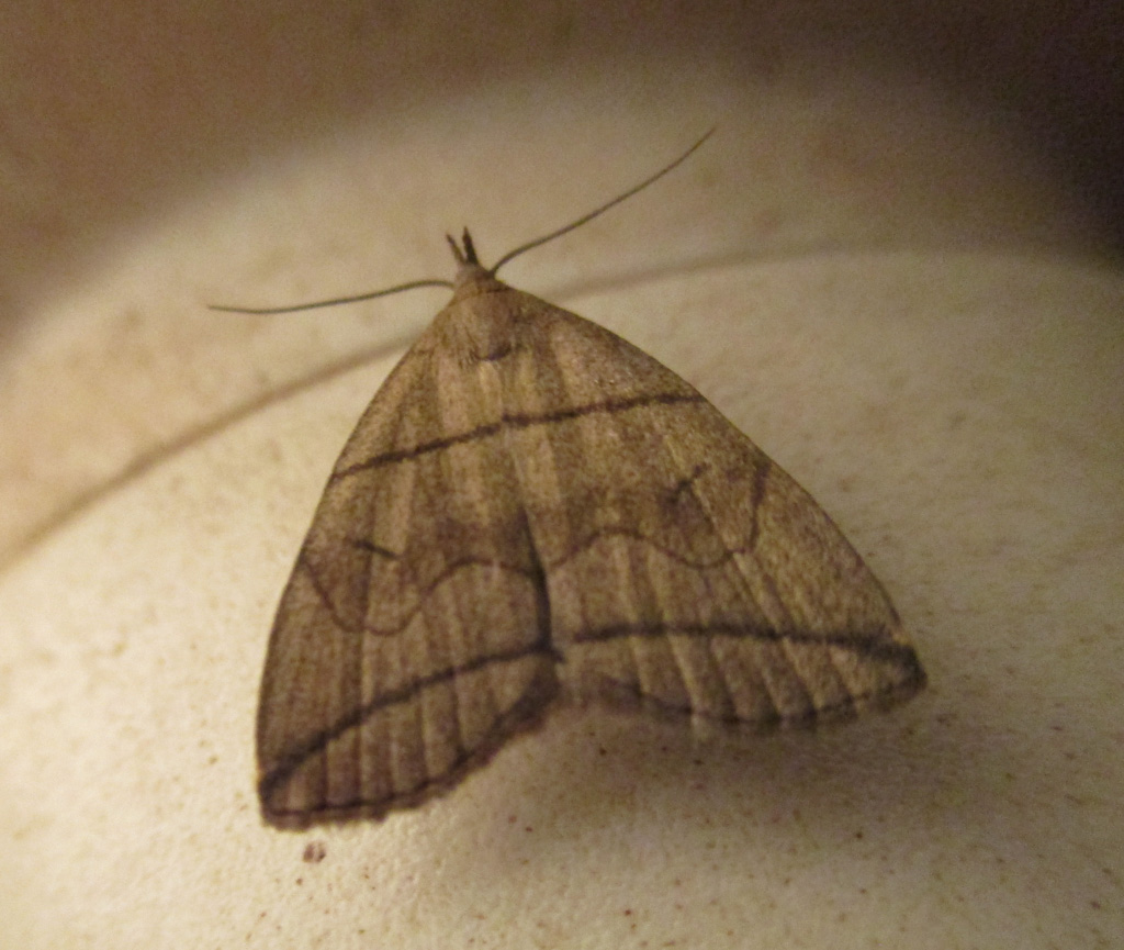  Bogenlinien Spannereule- Herminia grisealis 