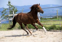 Boggie, Quarter-Horse-Hengst