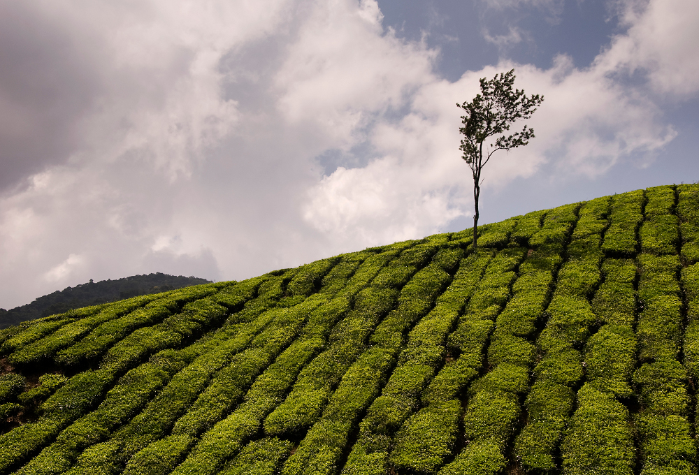 Boh Tea Estate