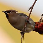 Bohemian Waxwing (Bombicylla garrulus)