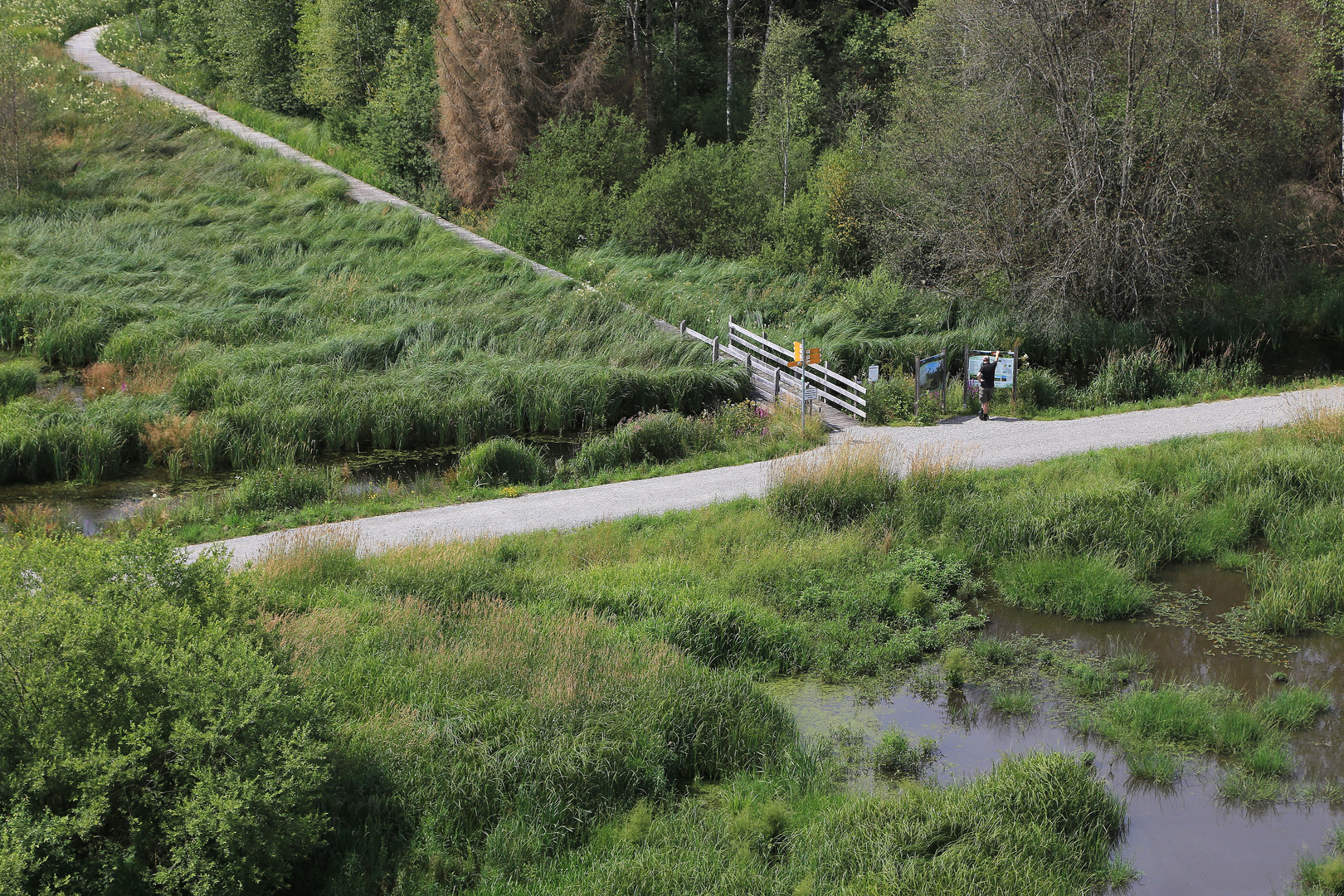 bohlensteg in den bannwald