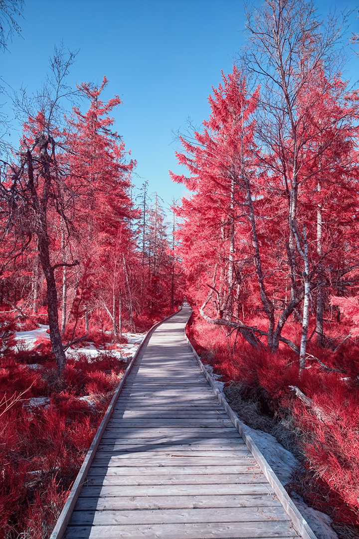 Bohlenweg am Hohlohmoor [IR]