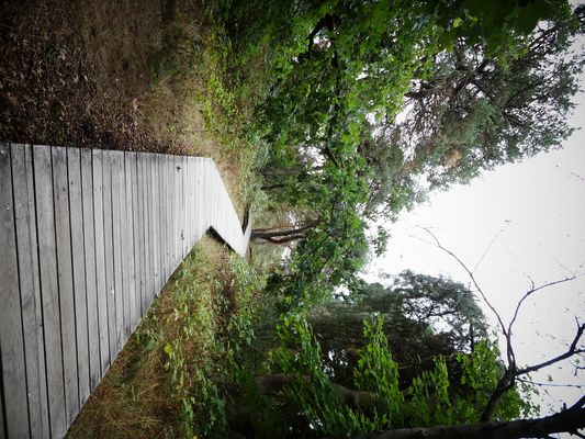 Bohlenweg durch die Düne