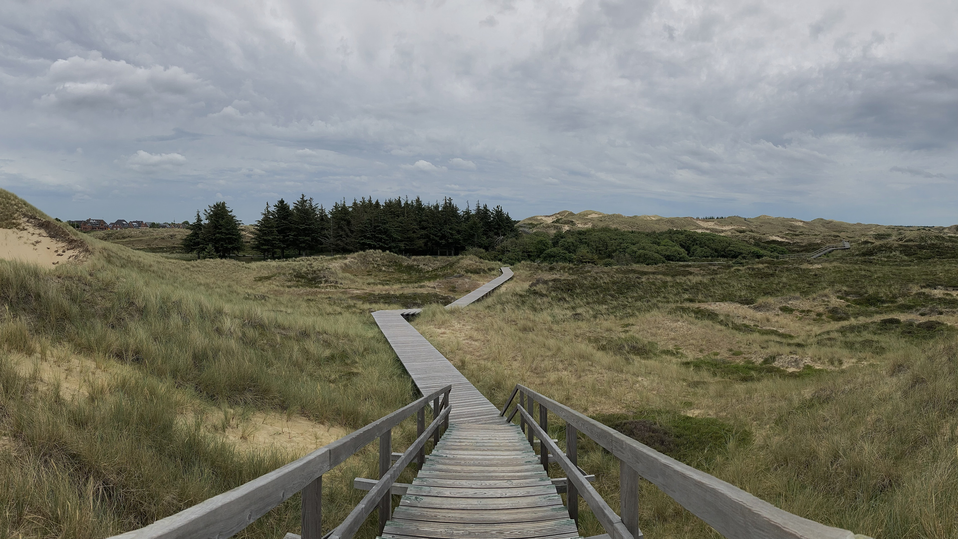 Bohlenweg durch Dünen an markanter Baumgruppe vorbei.