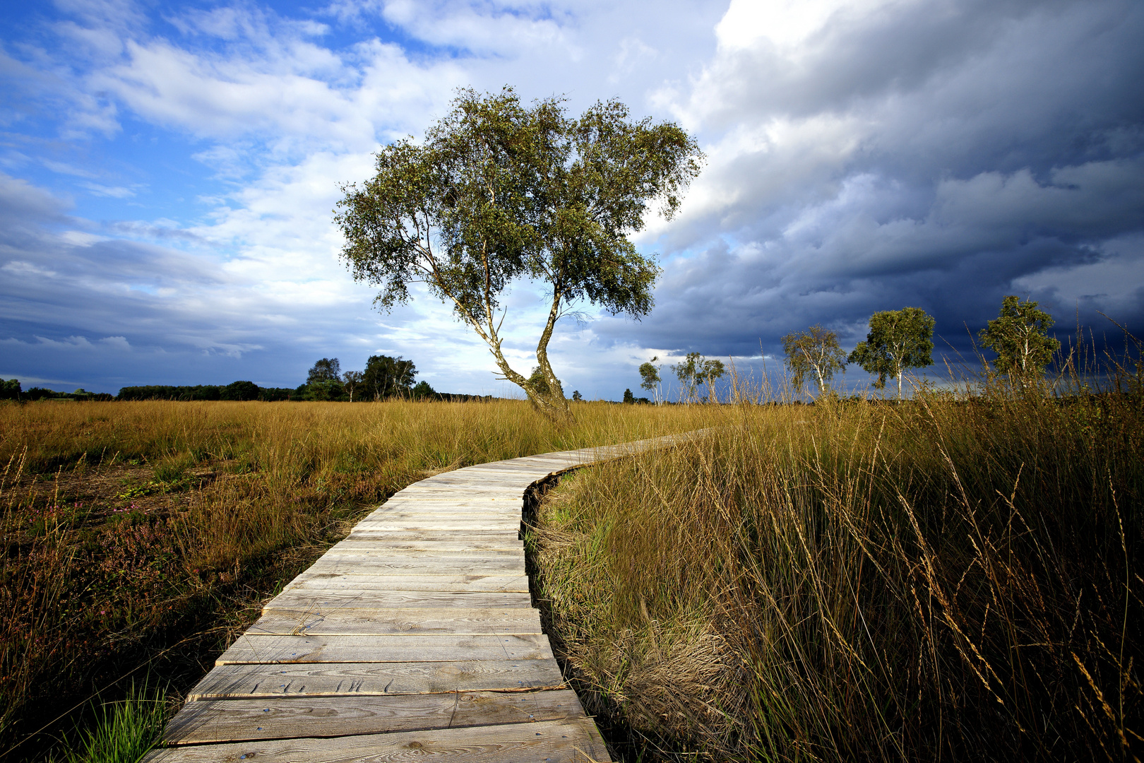 Bohlenweg im Oppenweher Moor