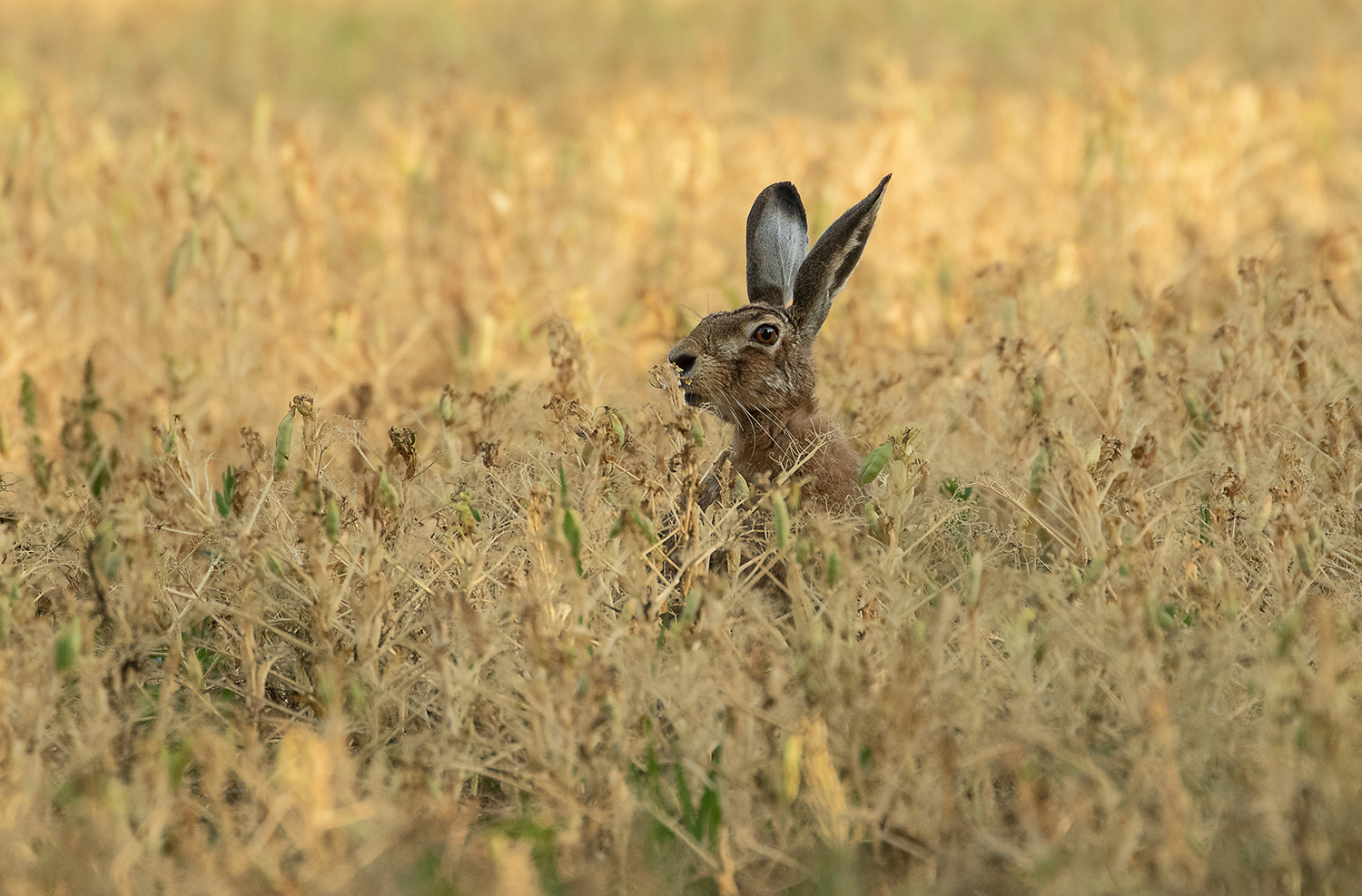 *** Bohnen-Hase ***