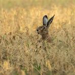 *** Bohnen-Hase ***