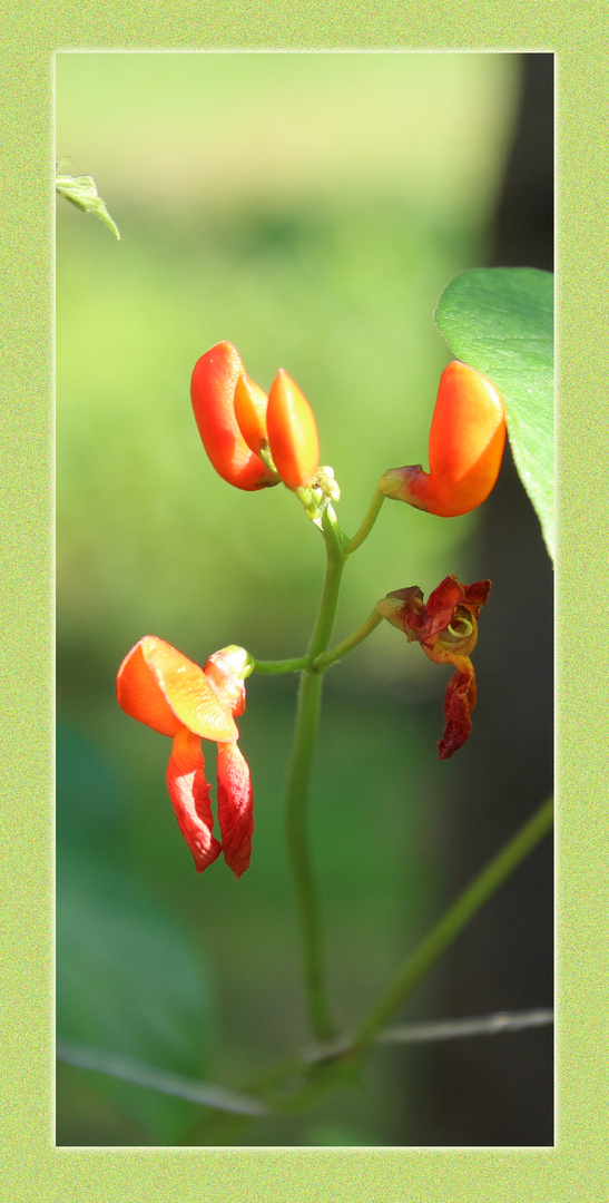 Bohnenblüte ...