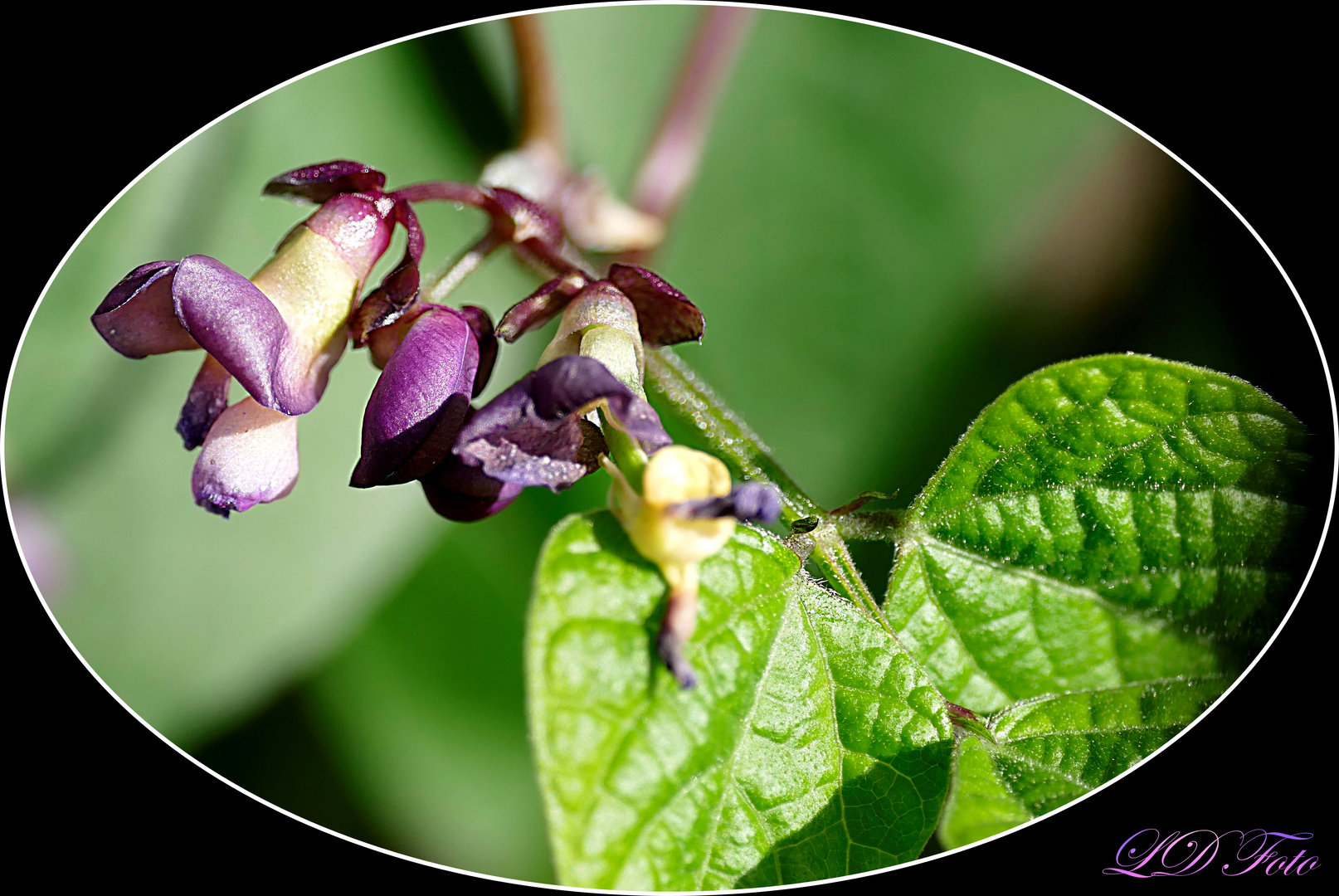 Bohnenblüte