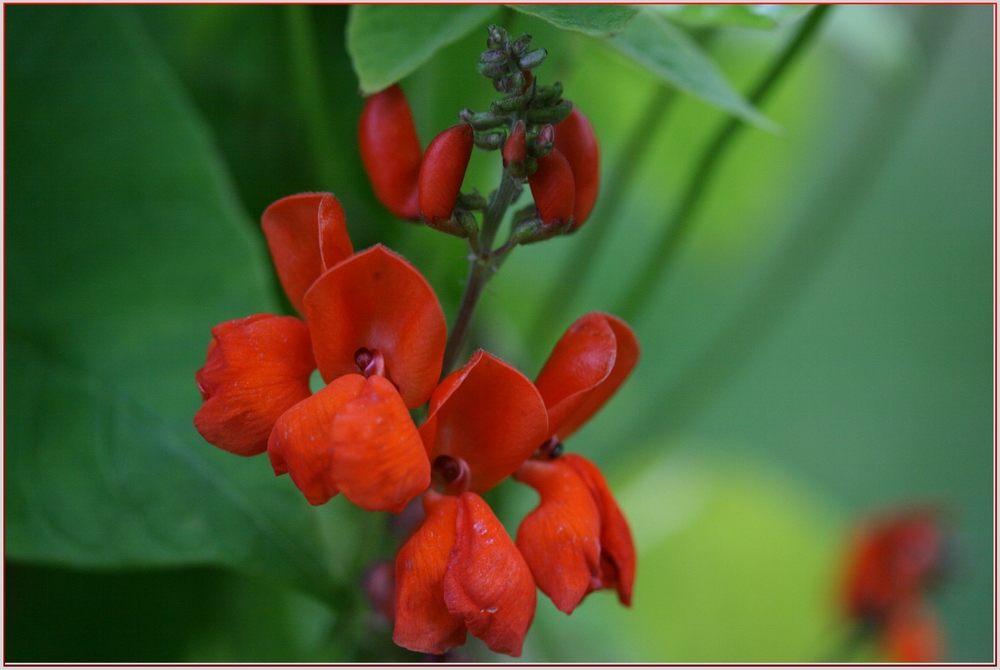 Bohnenblüte