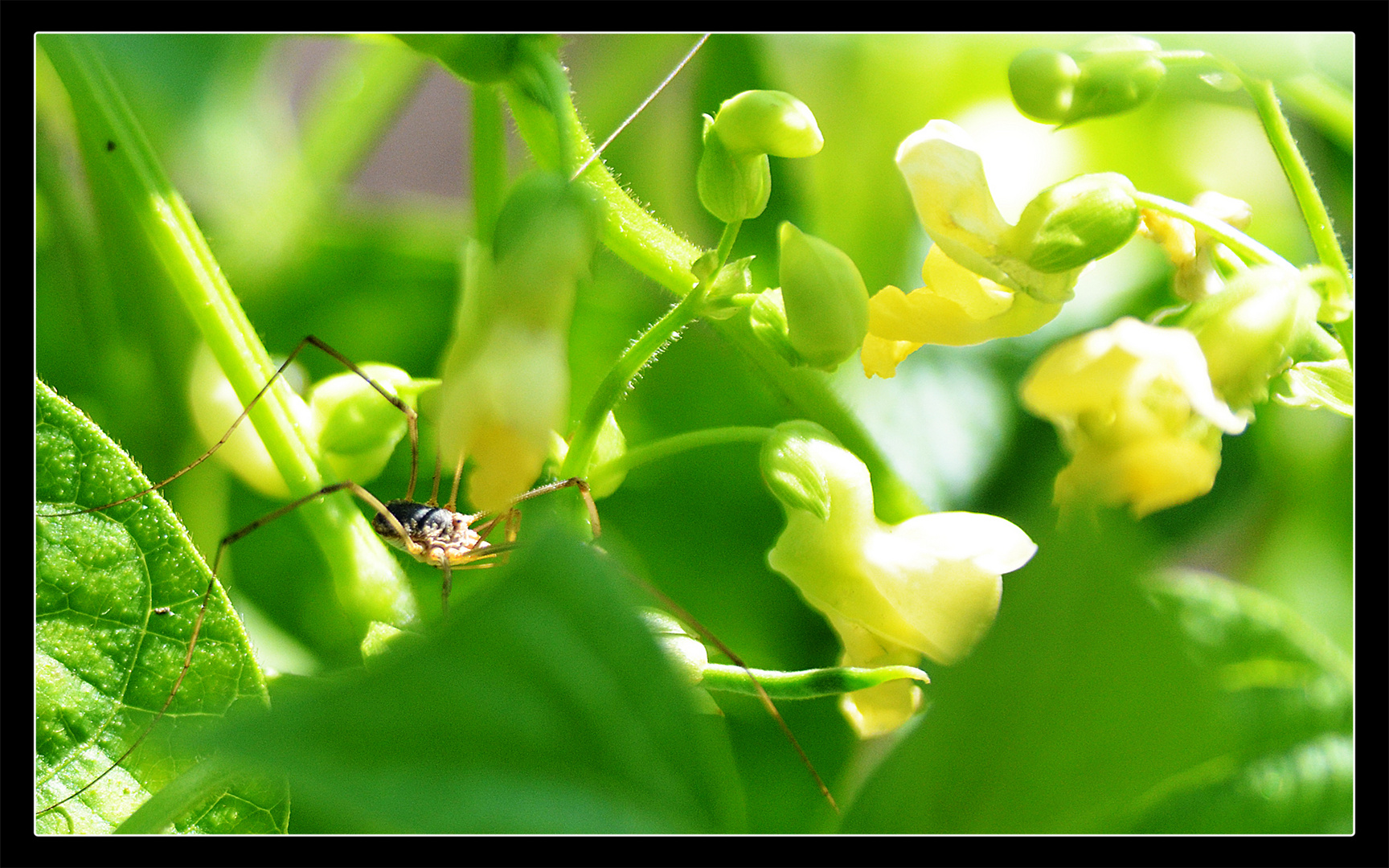 Bohnenblüte mit Zimmermann