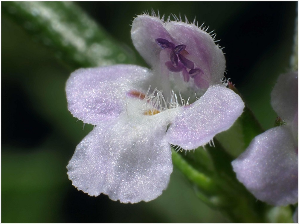 Bohnenkraut-Blüte