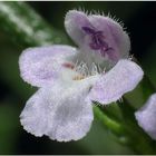 Bohnenkraut-Blüte