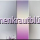 Bohnenkrautblüte