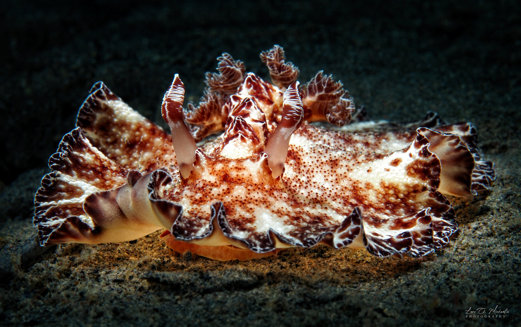 Bohol-Sternschnecke