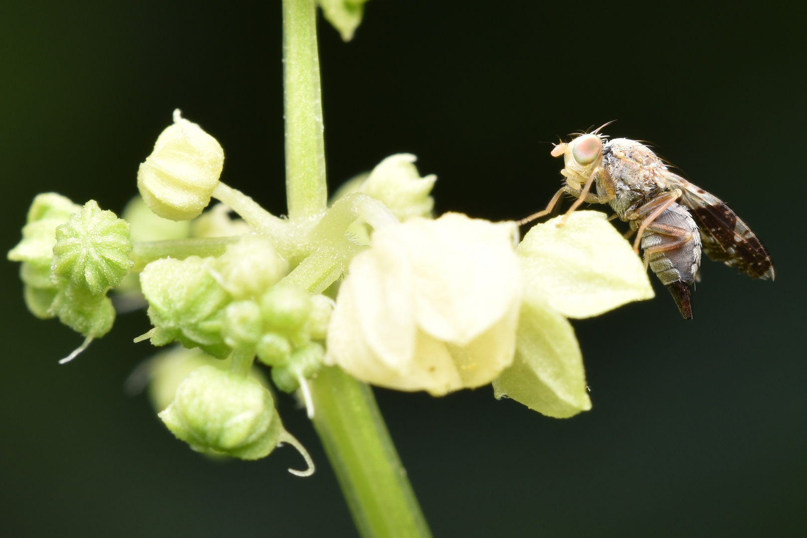 Bohrfliege 