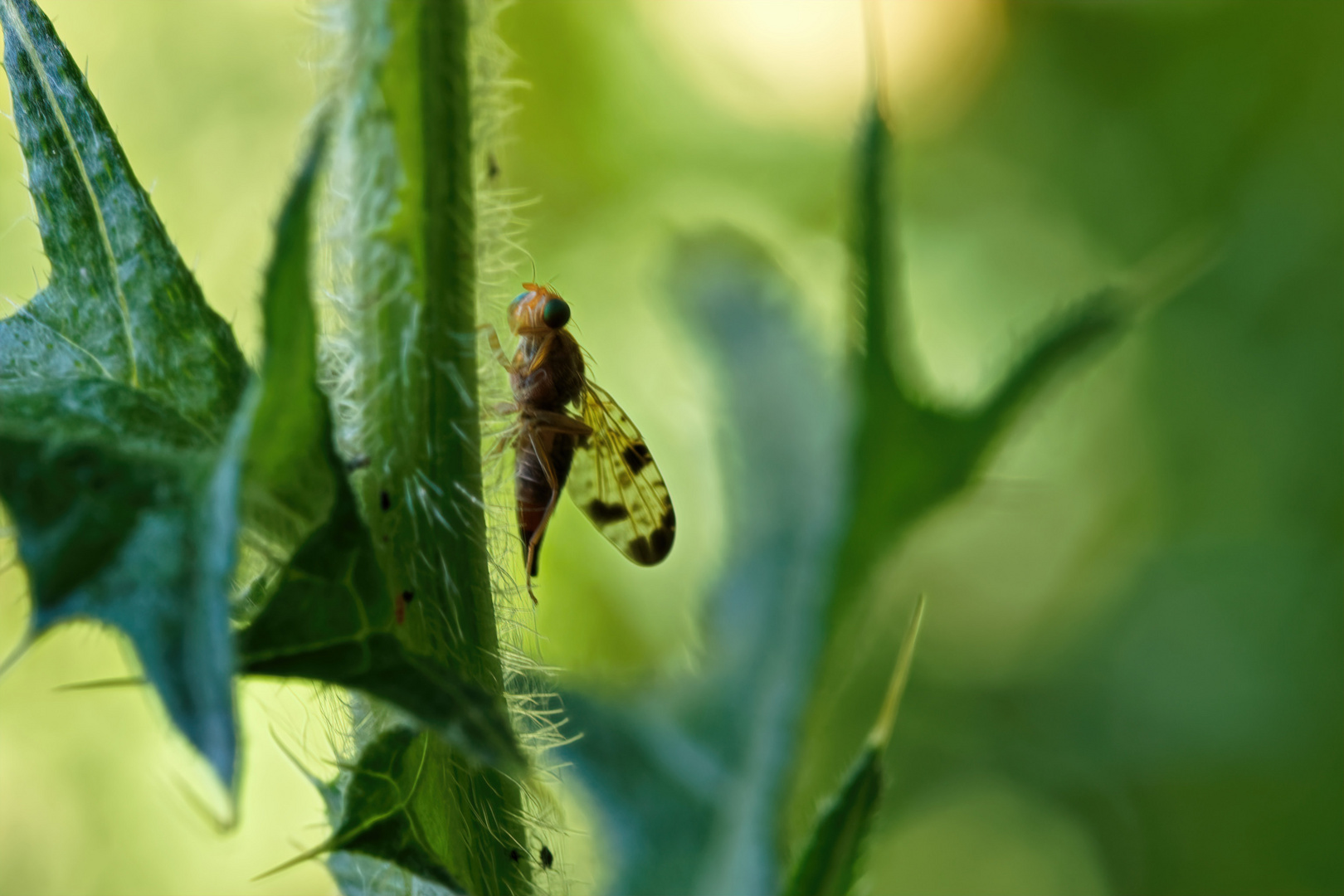 Bohrfliege