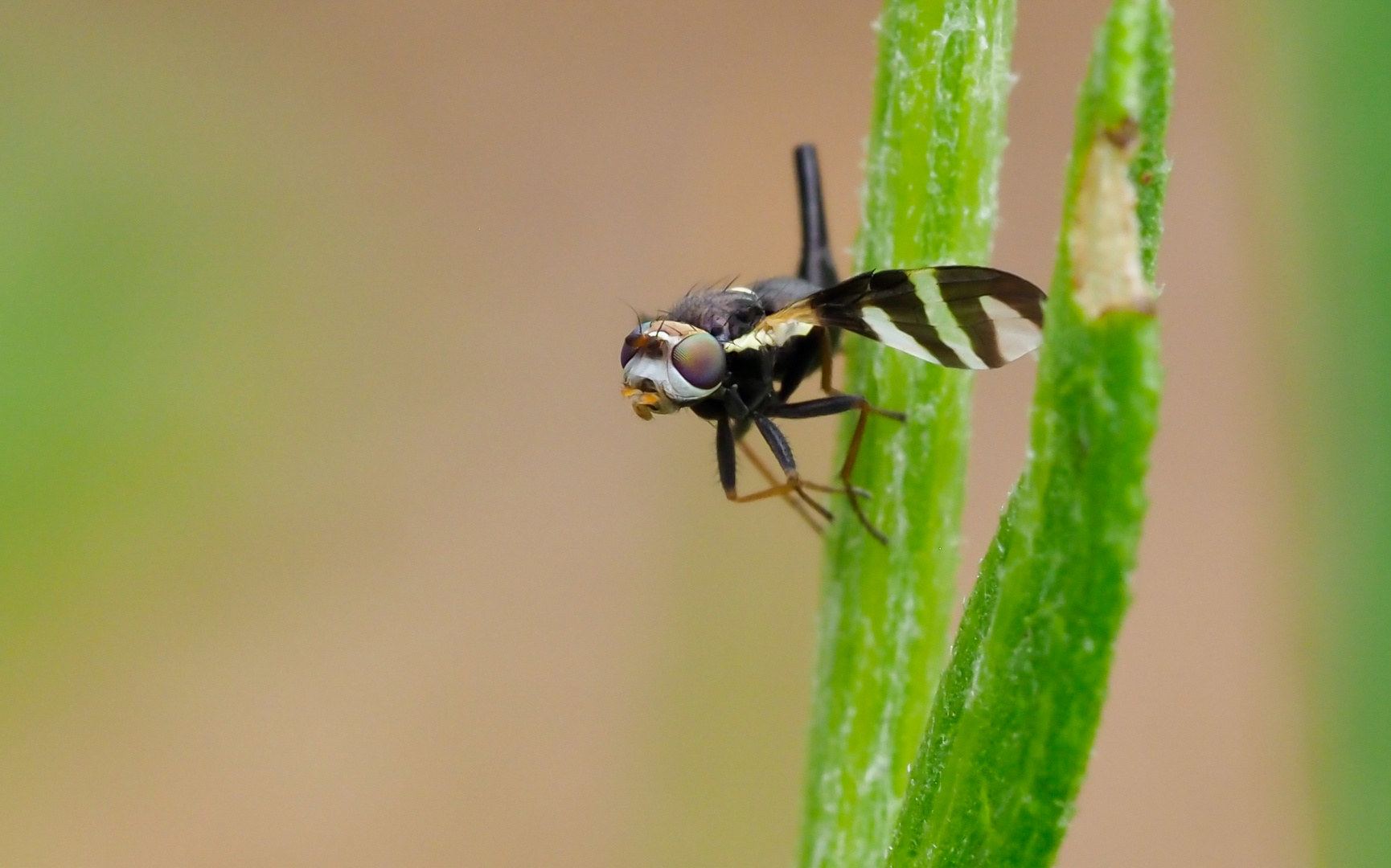 Bohrfliege