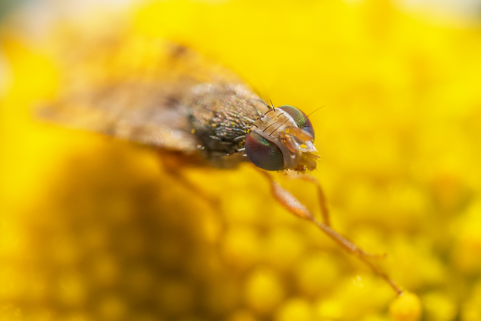 Bohrfliege auf falscher Kamille