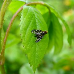 Bohrfliege aus der Familie der Tephritidae, Artbestimmung steht noch aus.