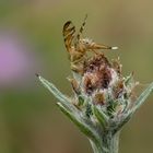 Bohrfliege bei der Eiablage