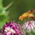 Bohrfliege beim bohren....