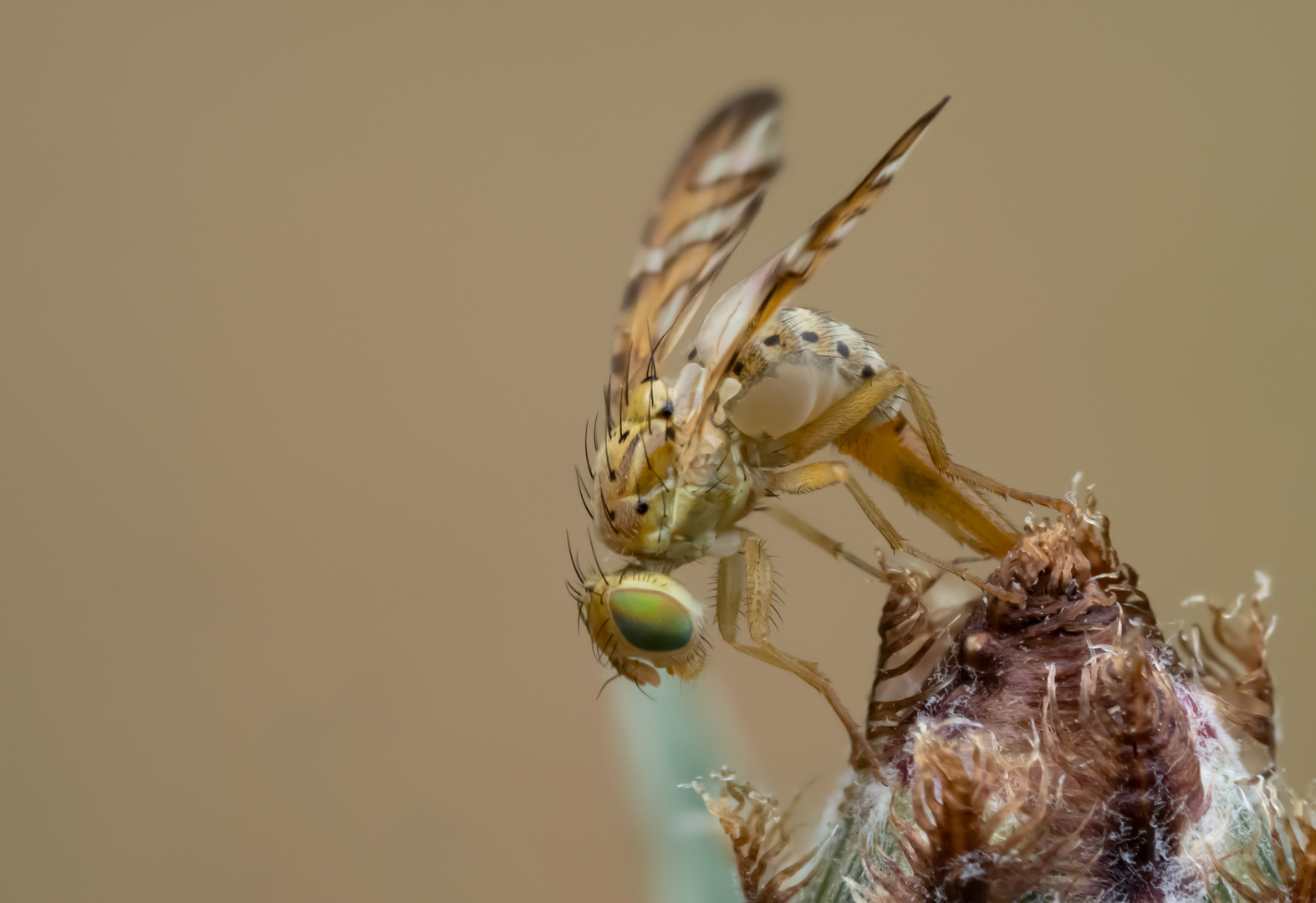 Bohrfliege (Chaetorellia jacaeae)