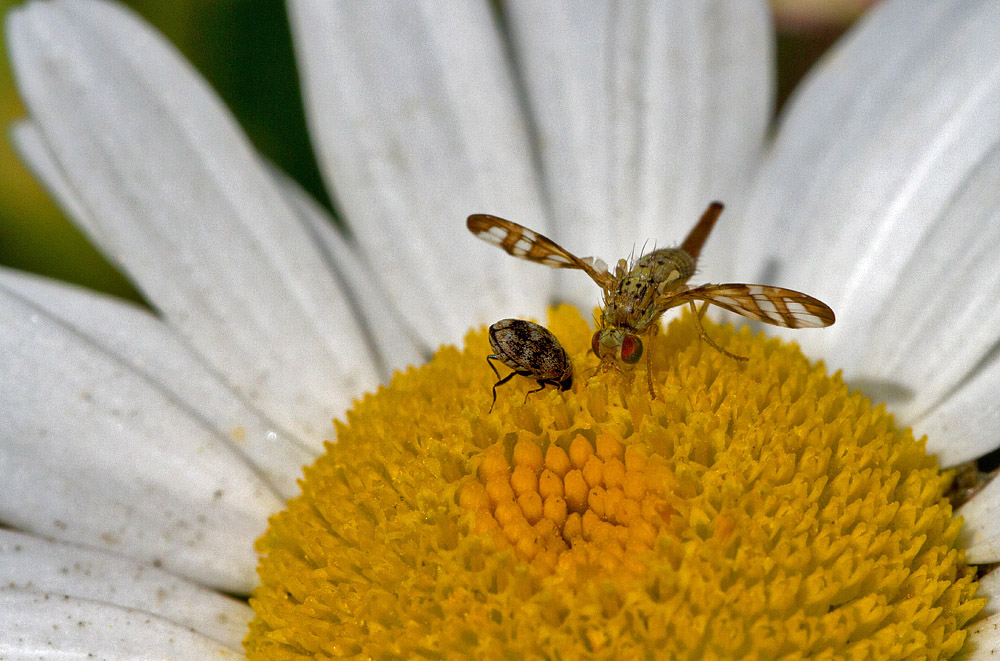 Bohrfliege