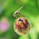 Bohrfliege (Dioxyna bidentis)  bei der Eiablage ......