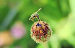 Bohrfliege (Dioxyna bidentis)  bei der Eiablage ......