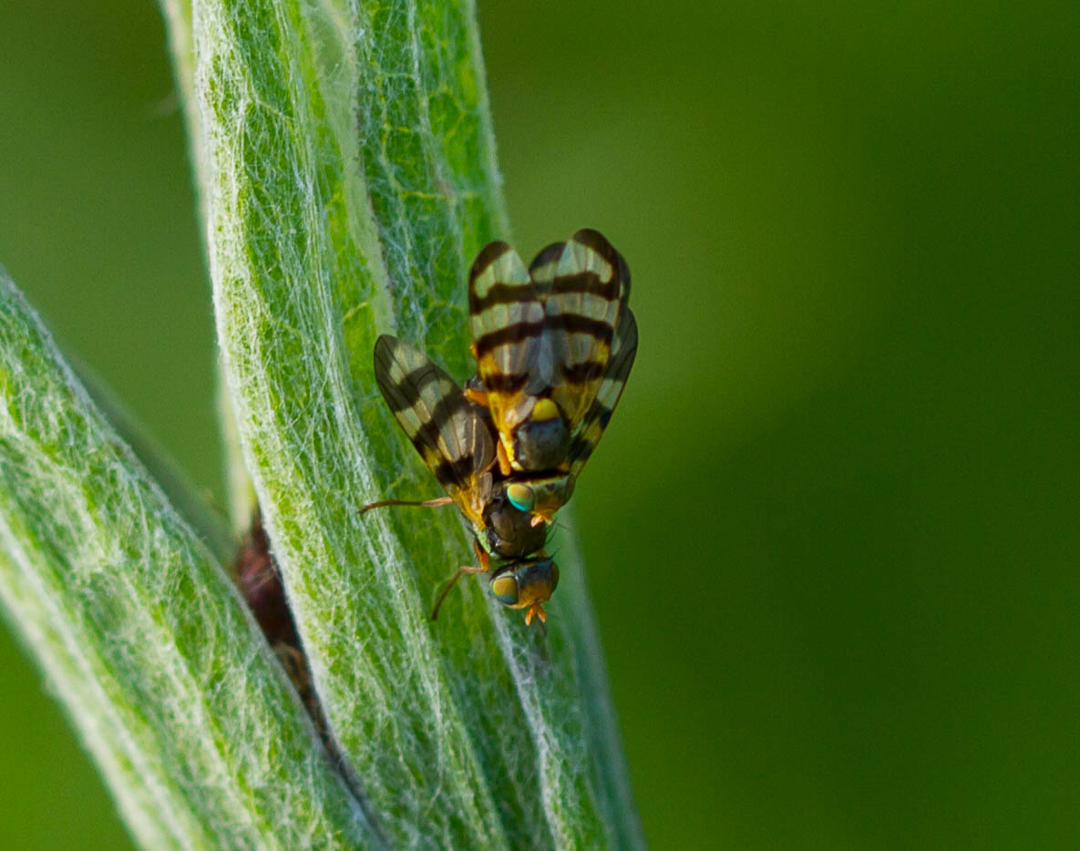 Bohrfliege