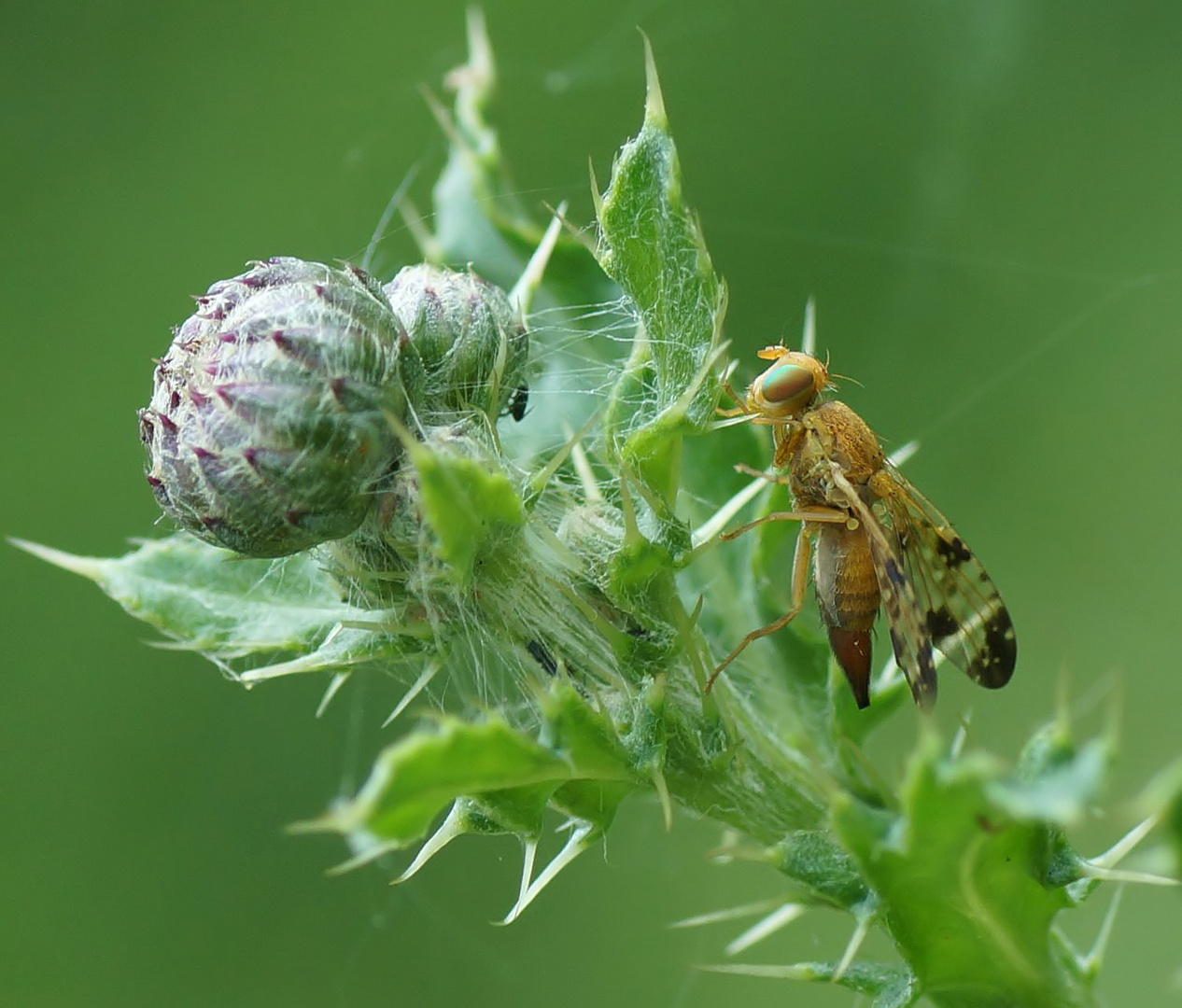 Bohrfliege, Fruchtfliege - Xyphosia miliaria