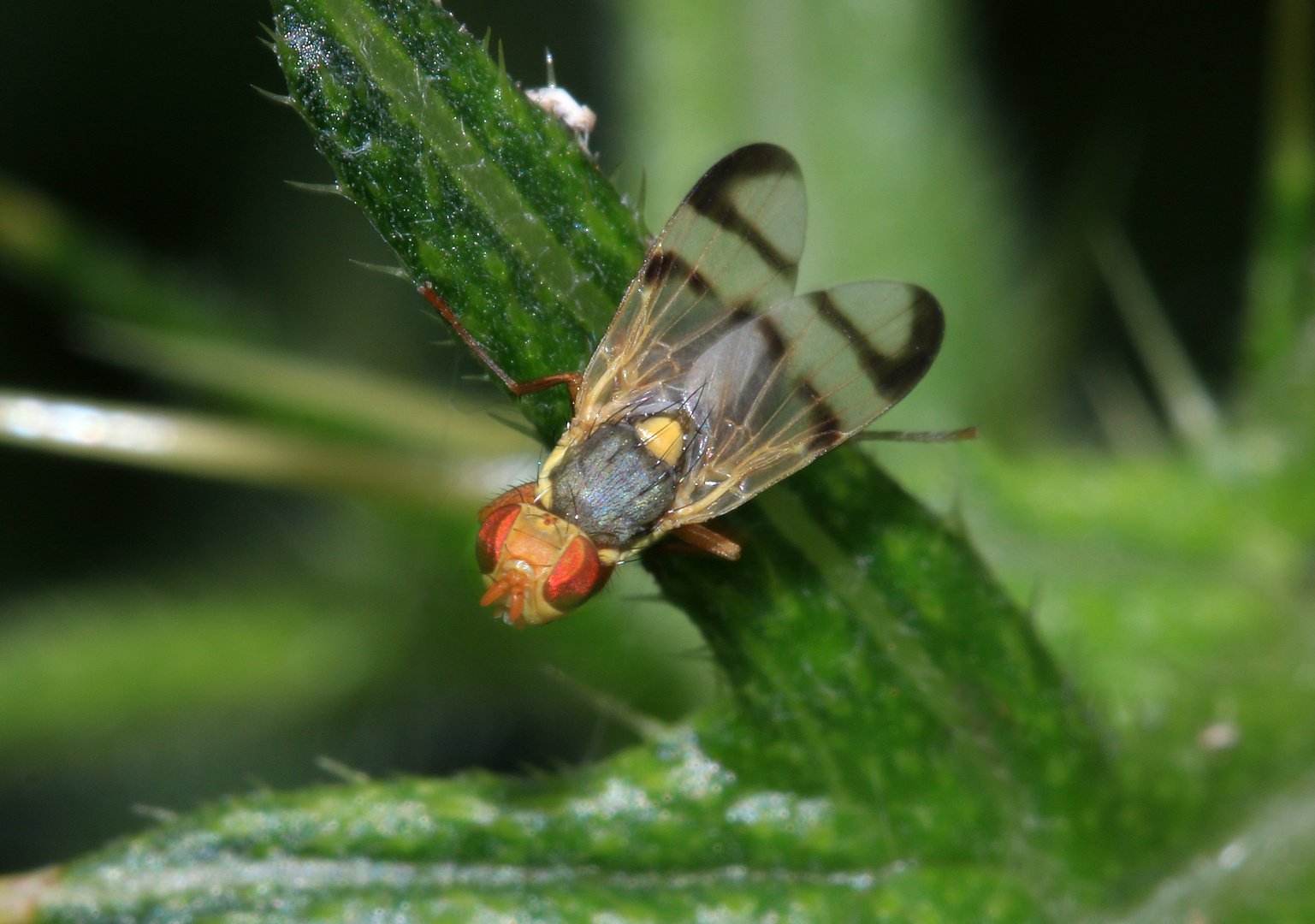 Bohrfliege, männl., Urophora stylata 