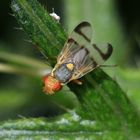 Bohrfliege, männl., Urophora stylata 