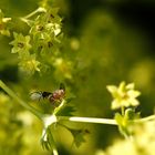 bohrfliege mit grünen augen