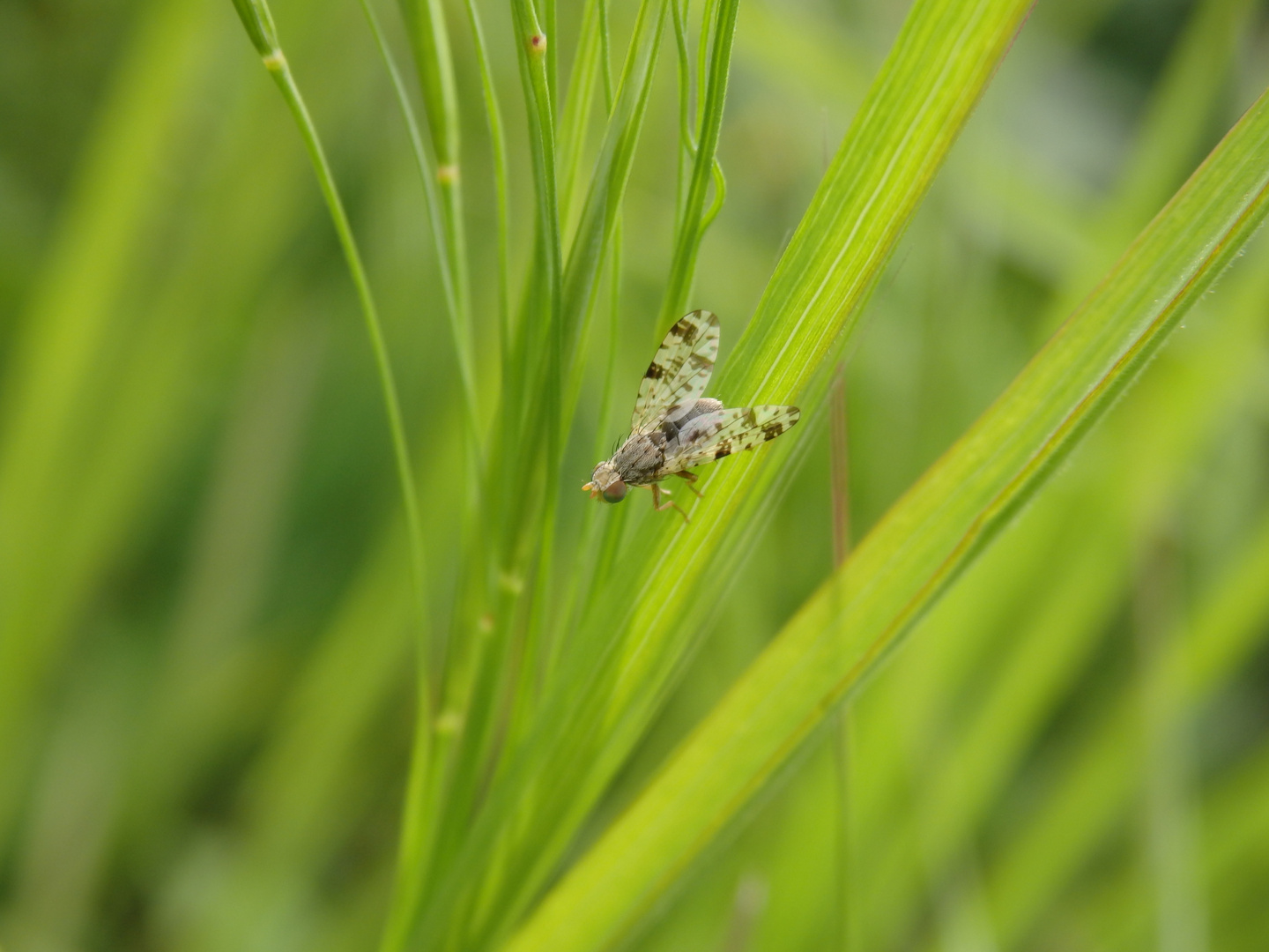 Bohrfliege Tephritis ruralis