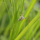 Bohrfliege Tephritis ruralis