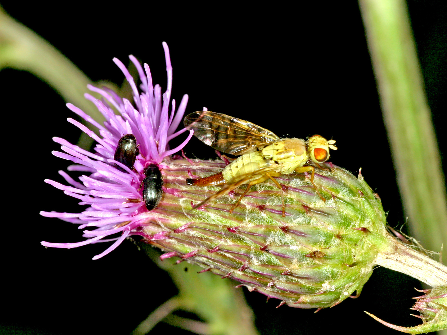 Bohrfliege (Terelia tussilagines) Weibchen .....