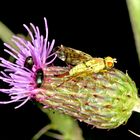 Bohrfliege (Terelia tussilagines) Weibchen .....