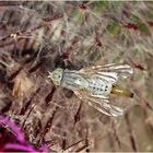 Bohrfliege Terellia longicauda-Weibchen.