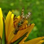 Bohrfliegen Chaetorellia jacaeae