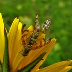 Bohrfliegen Chaetorellia jacaeae