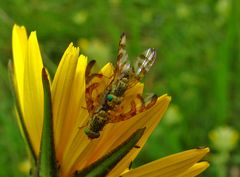 Bohrfliegen Chaetorellia jacaeae