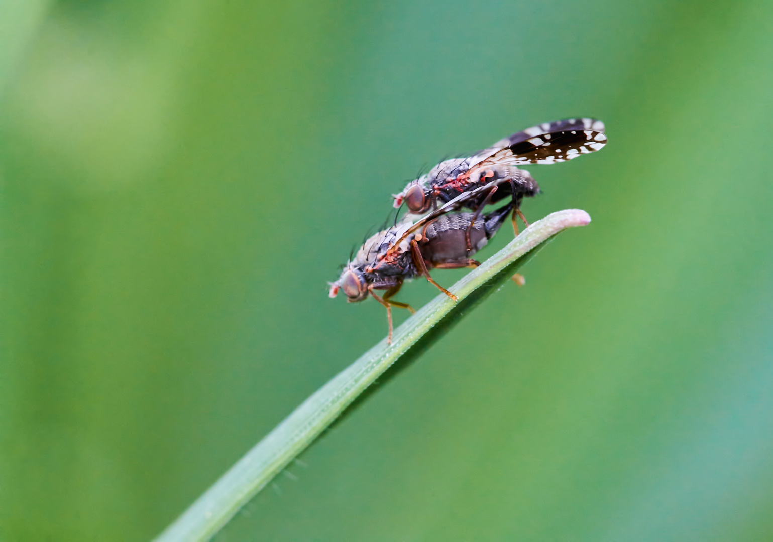 Bohrfliegen Doppeldecker 