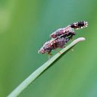 Bohrfliegen Doppeldecker 